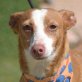 GIPSY - Linares, Podenco-Andaluz - kastriert - Hündin