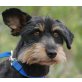 GISBERT, Pflegestelle Vorarlberg, Kipp-Stehohr-Original! -DACKEL-SCHNAUZER-Mix - Rüde