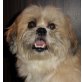 GISMO 7, Pflegestelle Niederösterreich, kleiner, menschenbezogener Shih Tzu - Rüde