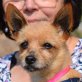 GLORIA - Linares, Yorkshire-Terrier-Mischling, kastriert - Hündin