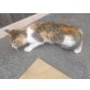 GLÜCKSKÄTZCHEN - Katze