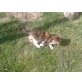 GLÜCKSKÄTZCHEN - Katze