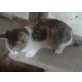 GLÜCKSKÄTZCHEN - Katze