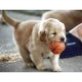 GOLDEN Apportierhundwelpen ZU VERKAUFEN, Golden Retriever - Rüde