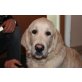 GOLDEN RETRIEVER RÜDE 'APOLLON', Golden Retriever Welpen - Rüde
