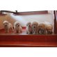 GOLDEN RETRIEVER WELPEN, Golden Retriever Welpen - Rüde