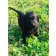 GOLDENROTTI, Golden Retriever/Rottweiler - Rüde