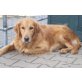 GOLDI, Golden Retriever - Rüde