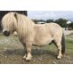 GOLDI, Minishetlandpony - Hengst