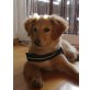 GOLDI SHELTIE MIX - Hündin
