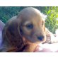 GOLDIE, Spanielmix, Pflegestelle NÖ Welpen - Hündin