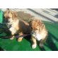 GOLDIE UND MIKEY, Pekinese Welpen - Hündin