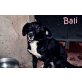 GOLDIGER HUNDEBUB PUSCHKIN (M) SUCHT ZUHAUSE! - Rüde