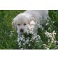 GOLDNUGGET von Schloss Traun, Golden Retriever - Hündin