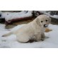 GOLDNUGGET von Schloss Traun, Golden Retriever Welpen - Rüde
