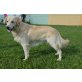 GOLDONI, Golden Retriever Mischling - Rüde