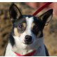 GOLDY, Pflegestelle Oberösterreich, Jack Russel - Chihuahua - Mix - Rüde