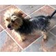 GOLFO, Yorkshire Terrier - Rüde