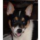 GOLIATH, Jack Russel Terriermix,Pflegestelle NÖ Welpen - Rüde