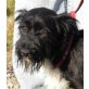 GONZO - Pflegestelle Österreich, Schnauzer-Mix - Rüde