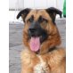 GOOFY - Pflegestelle Steiermark, SANFTER RIESE - Schäfer-Leonberger-Mix - Rüde