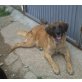 GORDI, Leonberger Mix - Rüde