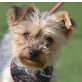 GORDITA, Yorkshire-Terrier, kastriert - Hündin