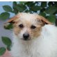 GORDITO - Linares, Pudel - Fox Terrier Mischling, kastriert - Rüde