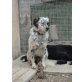 GORDON, English Setter Mix - Rüde