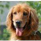GORO, Pflegestelle Wien, hübscher, freundlicher SPANIEL-Mix - Rüde