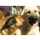 GORSKY, Pflegestelle Gablitz, Retriever Spitz Mischling - Rüde
