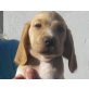 GOTTFRIED, Spanielmix, Pflegestelle NÖ Welpen - Rüde