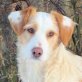 GRACIELA, Podenco - Mix - Hündin