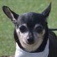 GRANDOTA - Linares, Chihuahua - kastriert - Hündin