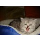 GREG, Perser - Katze