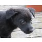 GRETA, Labradormix,Pflegestelle Wien Welpen - Hündin