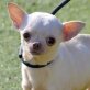 GRETA - Linares, Chihuahua - kastriert - Hündin