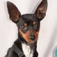 GRETA - Linares, Pinscher-Mischling, kastriert - Hündin