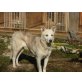 GRGIA sucht liebe Menschen, Labrador - Mix - Hündin