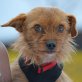 GRISU, Border-Terrier-Mischling, kastriert - Rüde