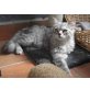 GRISU, Kurz/Langhaar Kater - Kater