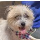 GRISU - kastriert, Yorkshireterrier-Mischling - Rüde