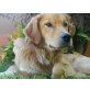GRUS, Golden-Retriever-Mix - Rüde