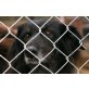 GRYZIO - Familie dringend gesucht, Border Collie Mix - Rüde