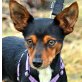 GUCCI, Zwergpinscher-Mischling, kastriert - Rüde