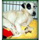 GUIDO, Terrier Mix - Rüde