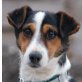 GULLIVER 3, Pflegestelle Wien, zuckersüßer Jack-Russellmix - Rüde