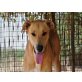 GULLIVER, Familienfreundl.Doggen-Labi-Mix - Rüde