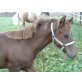GUN SMOKE STARLET, Quarter Horse - Stute