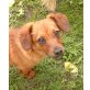 GUNDY, Pflegestelle Oberösterreich, kleine, verschmuste PINSCHER-Mix - Hündin